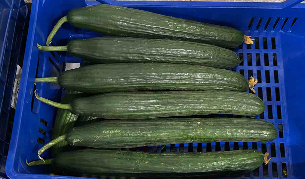 Cetriolo - Marche - 0,70/0,80 euro al chilogrammo